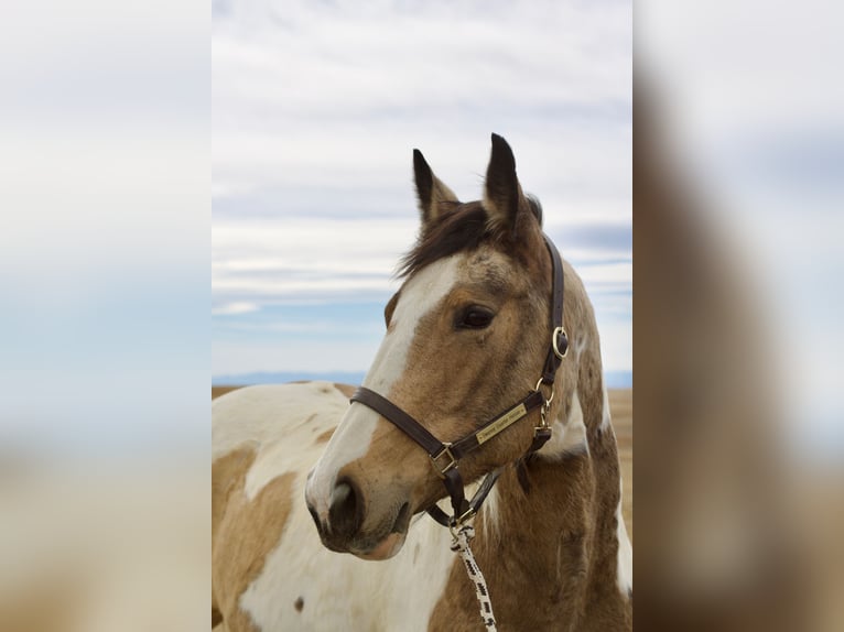Draft Horse Mix Giumenta 10 Anni 165 cm Pezzato in Fort Collins