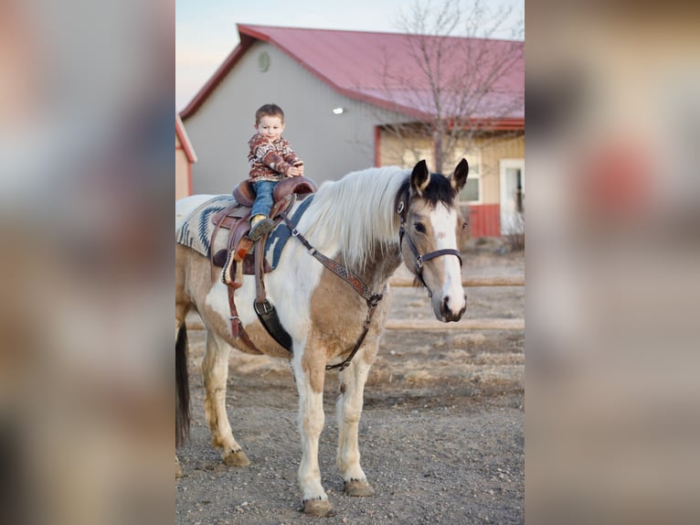 Draft Horse Mix Giumenta 10 Anni 165 cm Pezzato in Fort Collins