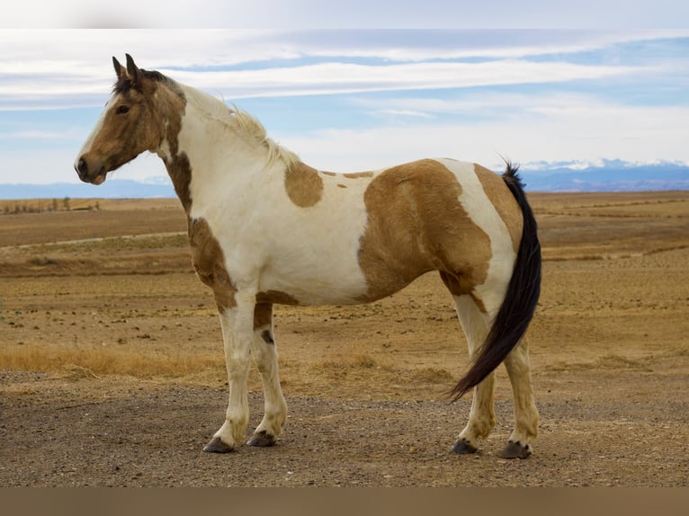 Draft Horse Mix Giumenta 10 Anni 165 cm Pezzato in Fort Collins
