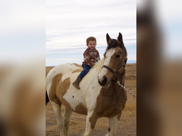Draft Horse Mix Giumenta 10 Anni 165 cm Pezzato in Fort Collins