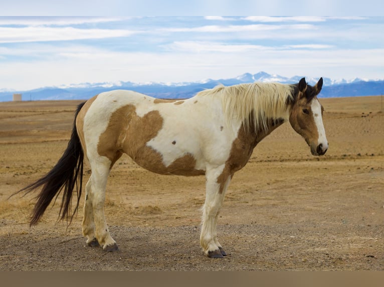 Draft Horse Mix Giumenta 10 Anni 165 cm Pezzato in Fort Collins