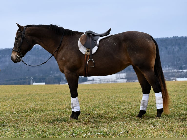 Draft Horse Mix Giumenta 11 Anni 160 cm Baio ciliegia in Rebersburg
