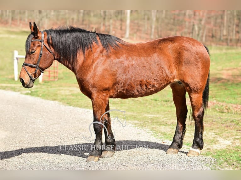 Draft Horse Giumenta 11 Anni 163 cm in Hull, GA