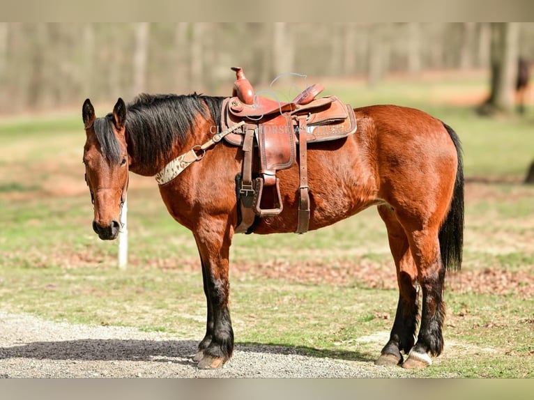 Draft Horse Giumenta 11 Anni 163 cm in Hull, GA