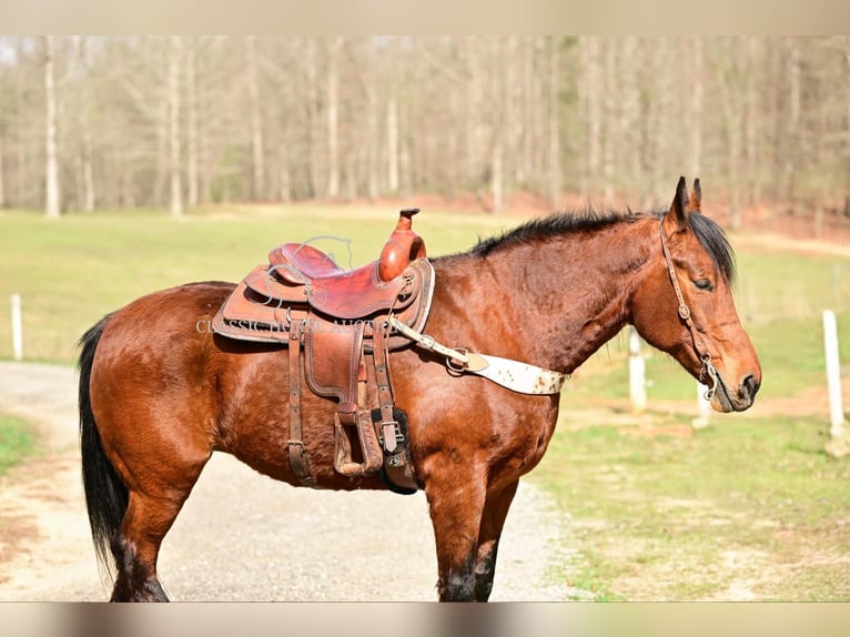 Draft Horse Giumenta 11 Anni 163 cm in Hull, GA