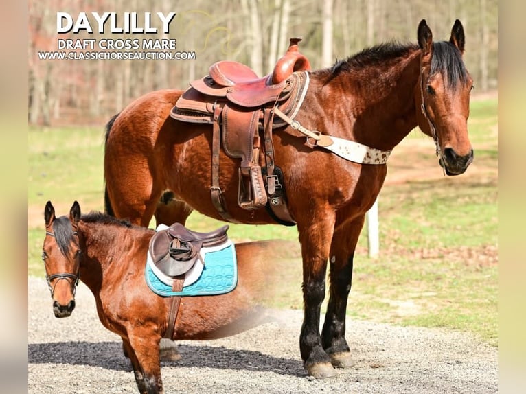 Draft Horse Giumenta 11 Anni 163 cm in Hull, GA