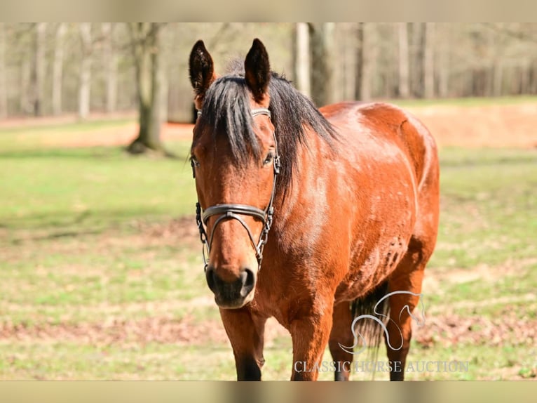 Draft Horse Giumenta 11 Anni 163 cm in Hull, GA