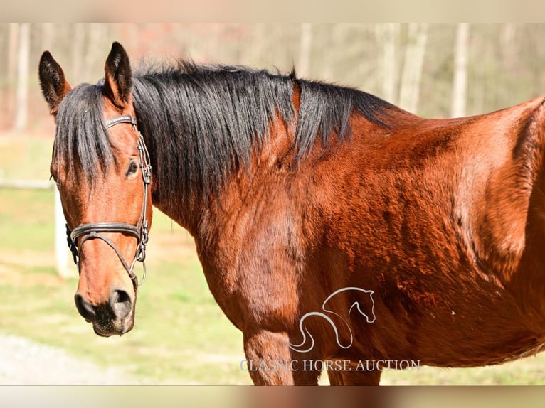 Draft Horse Giumenta 11 Anni 163 cm in Hull, GA