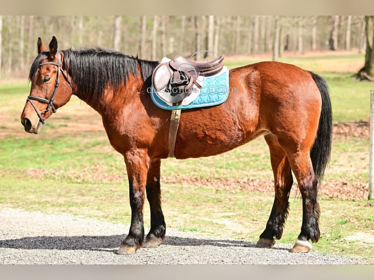 Draft Horse Giumenta 11 Anni 163 cm in Hull, GA