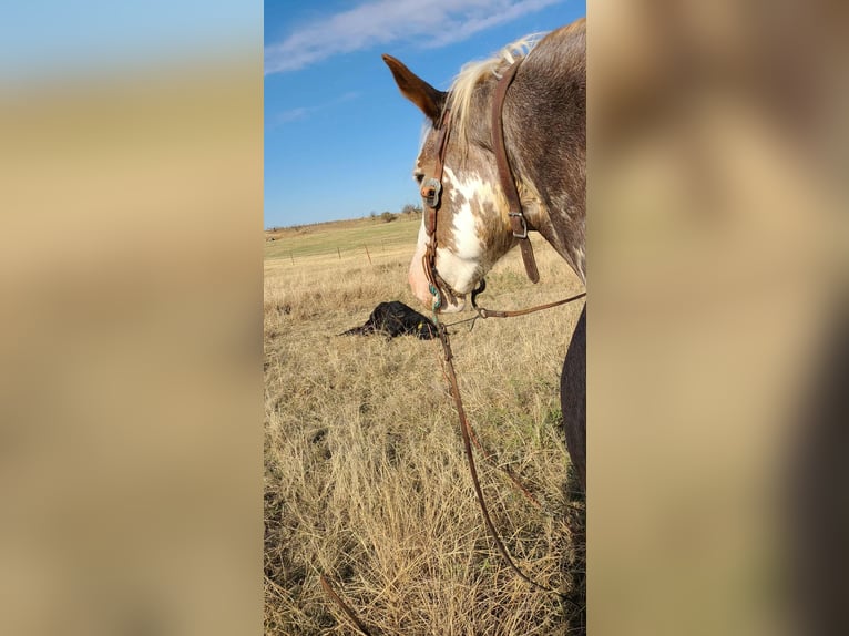 Draft Horse Mix Giumenta 11 Anni 163 cm Sabino in Hastings