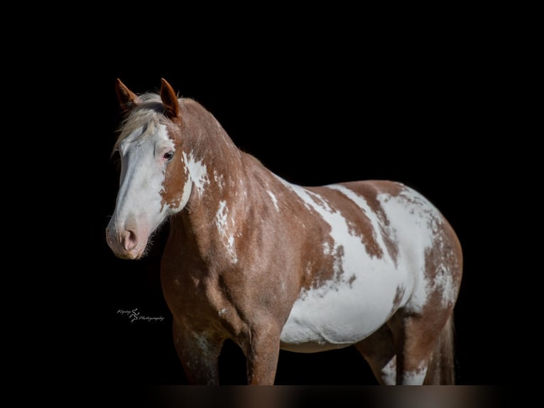 Draft Horse Mix Giumenta 11 Anni 163 cm Sabino in Hastings