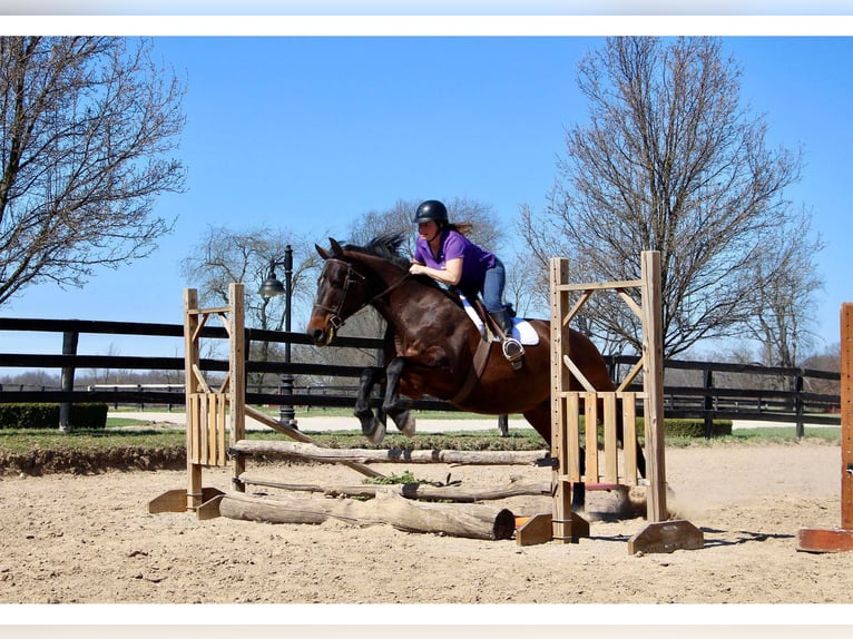 Draft Horse Giumenta 11 Anni 165 cm Baio ciliegia in Highland MI