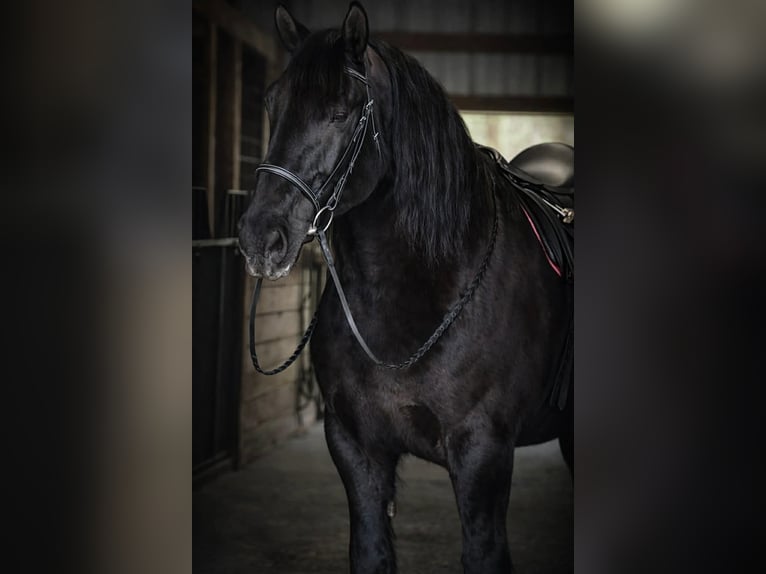 Draft Horse Giumenta 12 Anni 165 cm Morello in Land O Lakes