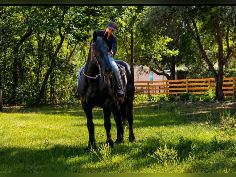 Draft Horse Giumenta 12 Anni 165 cm Morello in Land O Lakes