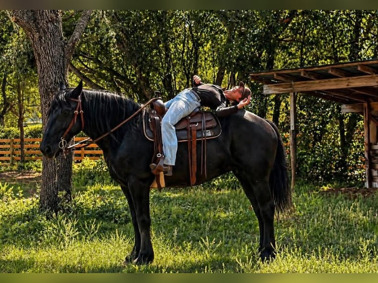 Draft Horse Giumenta 12 Anni 165 cm Morello in Land O Lakes