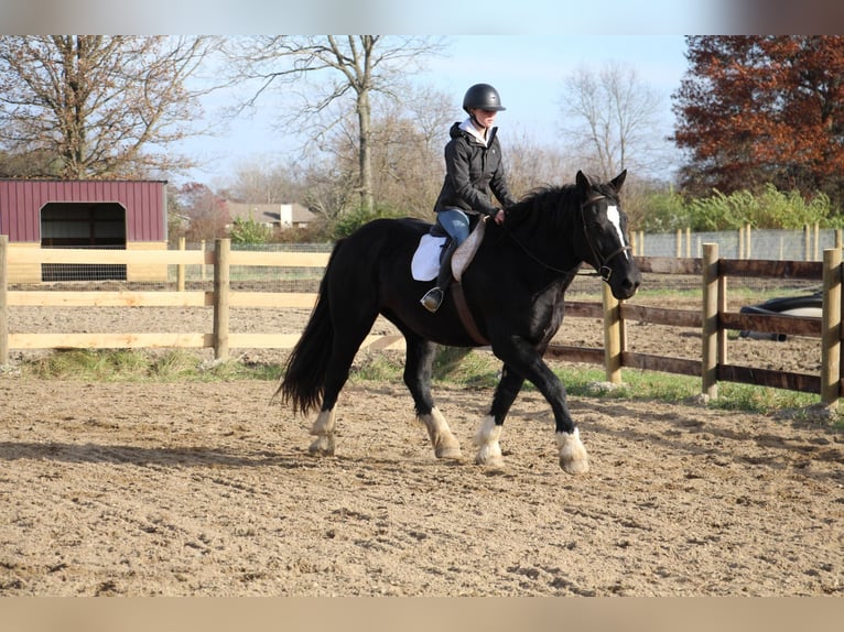 Draft Horse Giumenta 12 Anni Morello in Howell, MI