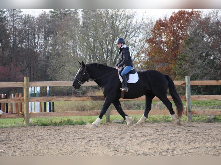 Draft Horse Giumenta 12 Anni Morello in Howell, MI