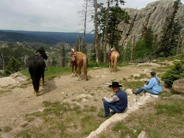 Draft Horse Giumenta 12 Anni Morello in Howell, MI