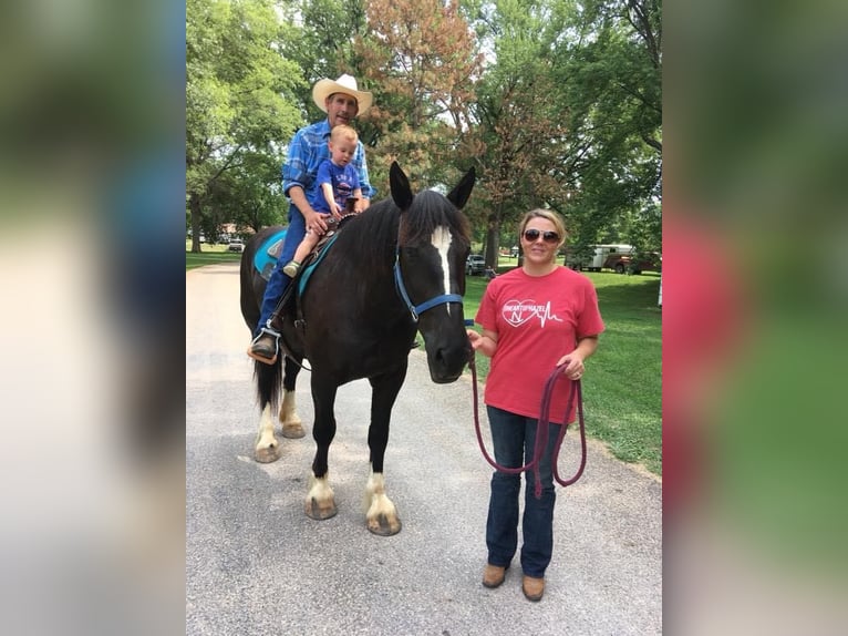 Draft Horse Giumenta 12 Anni Morello in Howell, MI