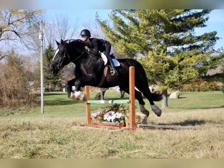 Draft Horse Giumenta 12 Anni Morello in Howell, MI