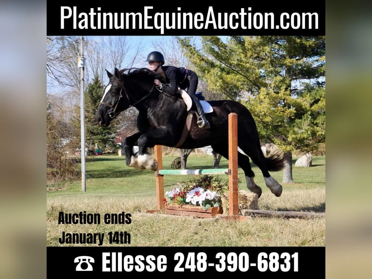 Draft Horse Giumenta 12 Anni Morello in Howell, MI