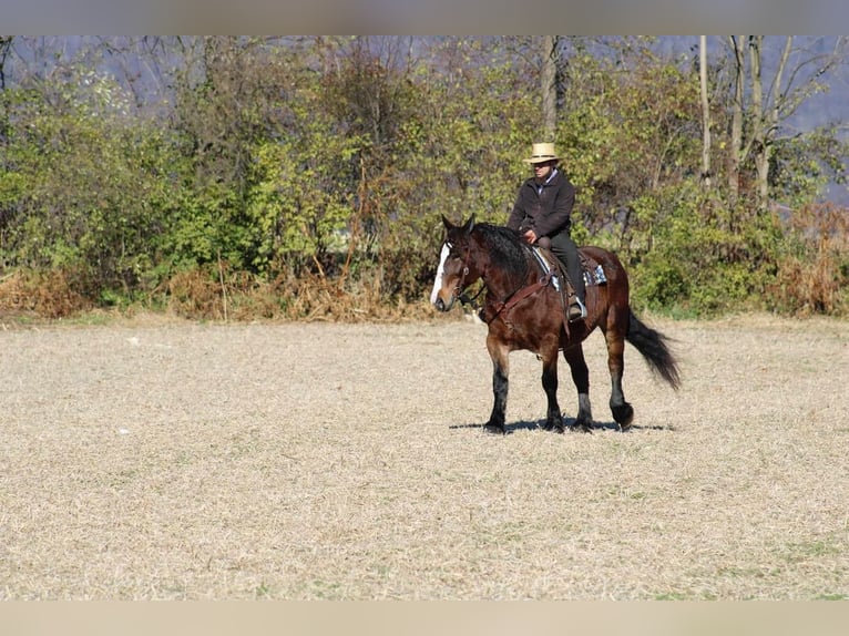 Draft Horse Mix Giumenta 13 Anni 155 cm Baio scuro in Allenwood