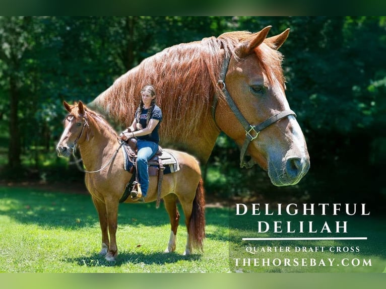 Draft Horse Mix Giumenta 13 Anni 157 cm Sauro ciliegia in Blairsville, GA