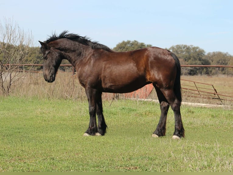Draft Horse Giumenta 13 Anni 163 cm Morello in Poolville