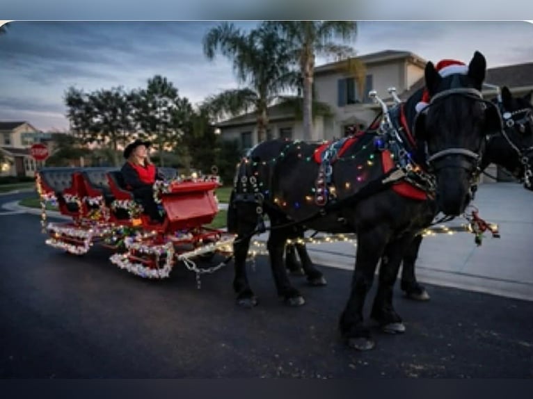 Draft Horse Giumenta 13 Anni 165 cm Morello in Land O Lakes