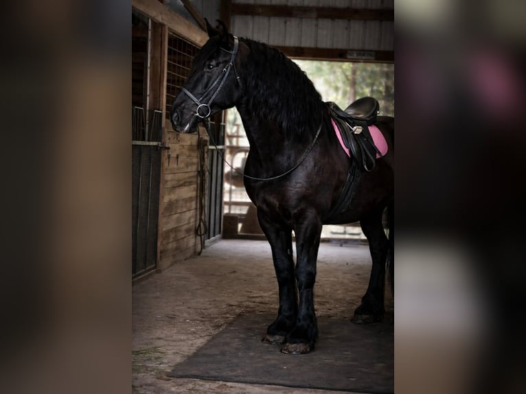 Draft Horse Giumenta 13 Anni 165 cm Morello in Land O Lakes
