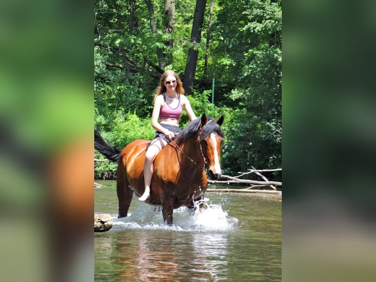 Draft Horse Giumenta 13 Anni 168 cm Baio ciliegia in Highland Mi