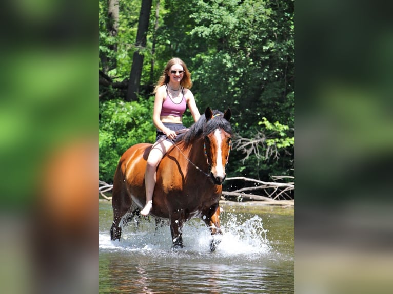 Draft Horse Giumenta 13 Anni 168 cm Baio ciliegia in Highland Mi