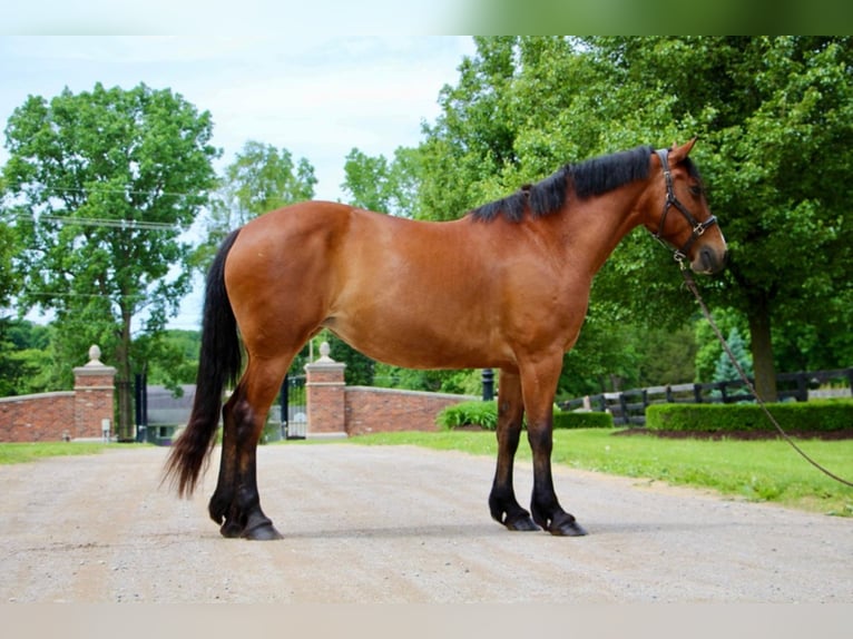 Draft Horse Giumenta 13 Anni 168 cm Baio ciliegia in Highland Mi