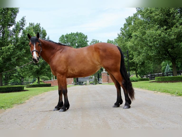 Draft Horse Giumenta 13 Anni 168 cm Baio ciliegia in Highland Mi