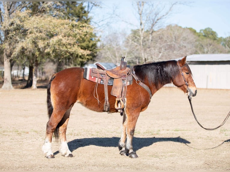 Draft Horse Giumenta 14 Anni 160 cm Baio ciliegia in Everett PA