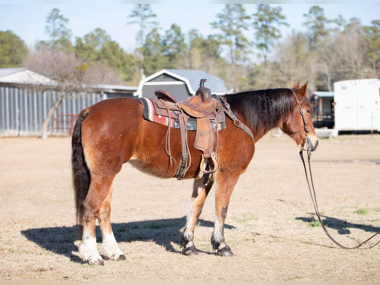 Draft Horse Giumenta 14 Anni 160 cm Baio ciliegia in Everett PA