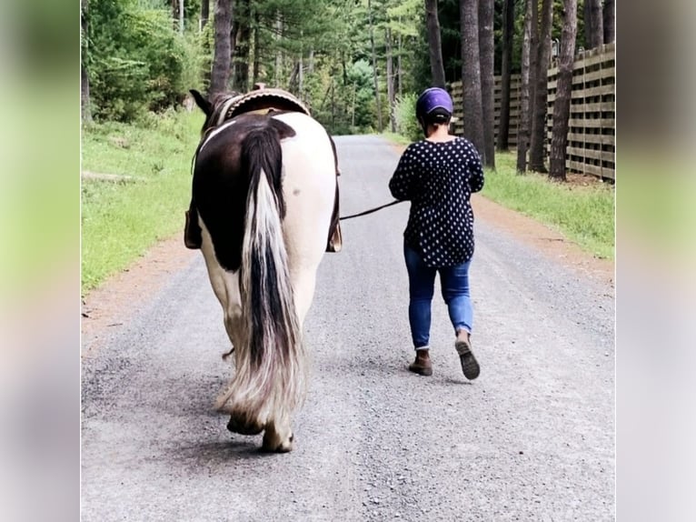 Draft Horse Giumenta 14 Anni 163 cm Pezzato in Kerhonkson NY