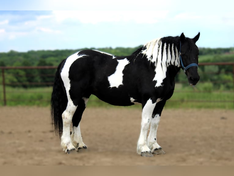 Draft Horse Giumenta 14 Anni 170 cm Tobiano-tutti i colori in Princeton MO