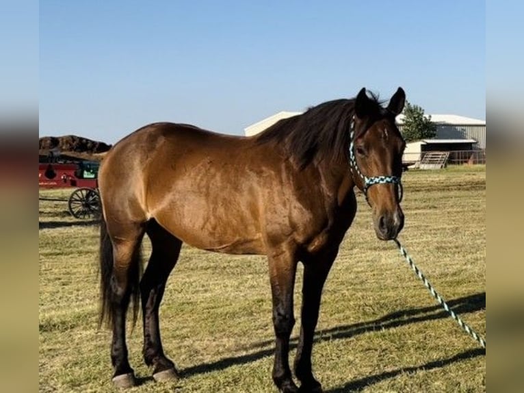 Draft Horse Mix Giumenta 15 Anni 163 cm Baio ciliegia in Durango