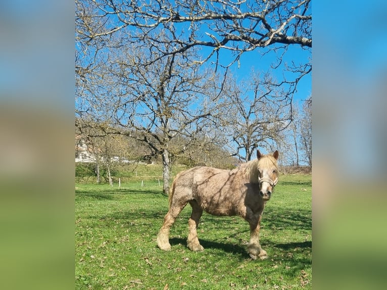 Draft Horse Giumenta 16 Anni 169 cm Sauro in Cognin