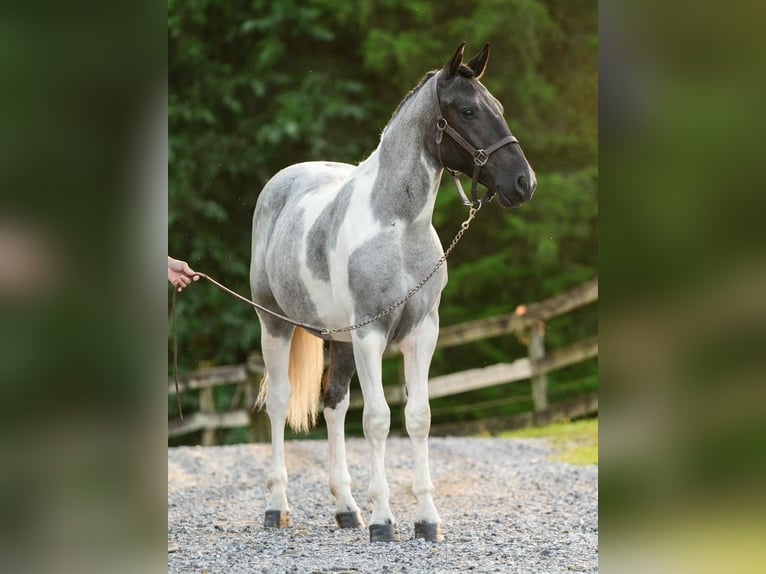 Draft Horse Giumenta 1 Anno 145 cm Tobiano-tutti i colori in Narvon