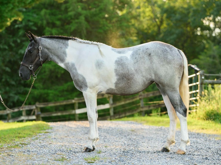 Draft Horse Giumenta 1 Anno 145 cm Tobiano-tutti i colori in Narvon