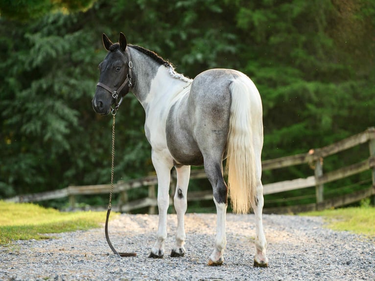 Draft Horse Giumenta 1 Anno 145 cm Tobiano-tutti i colori in Narvon