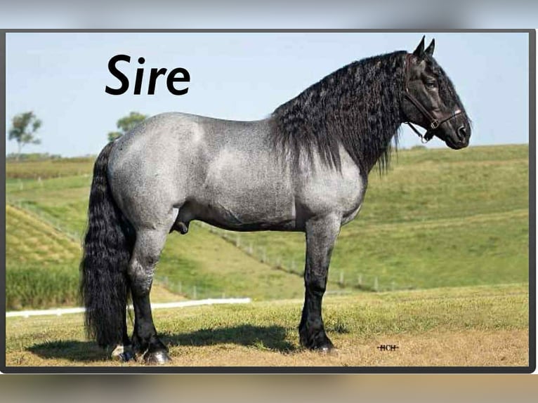 Draft Horse Giumenta 1 Anno 145 cm Tobiano-tutti i colori in Narvon