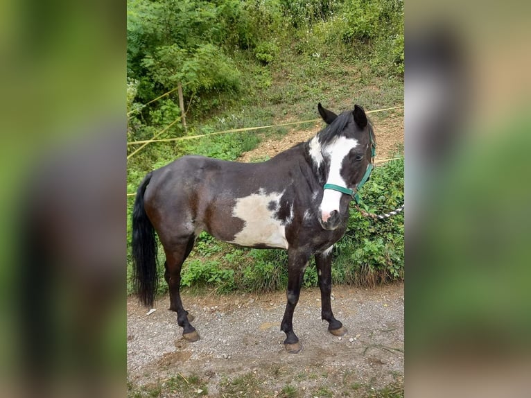 Draft Horse Mix Giumenta 23 Anni Sauro ciliegia in Ruhstattvölkermarkt