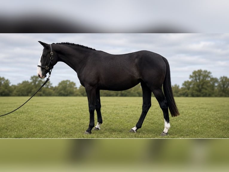 Draft Horse Giumenta 2 Anni 167 cm Morello in essex
