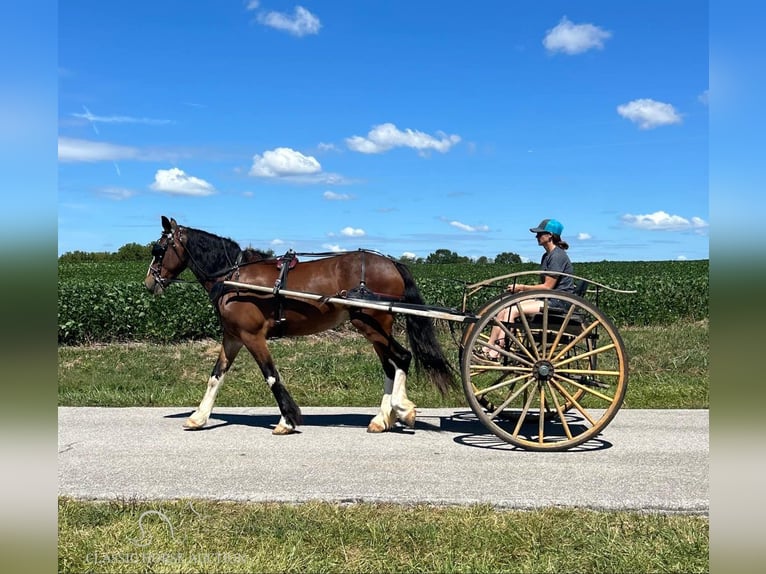 Draft Horse Giumenta 3 Anni 163 cm Baio ciliegia in Auburn, KY