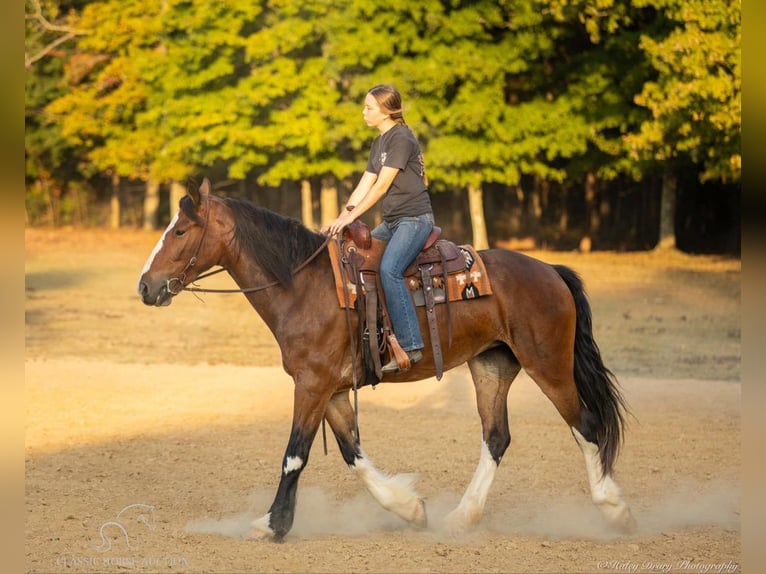 Draft Horse Giumenta 3 Anni 163 cm Baio ciliegia in Auburn, KY