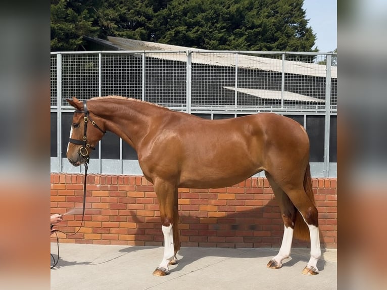Draft Horse Giumenta 3 Anni 172 cm Sauro scuro in Essex