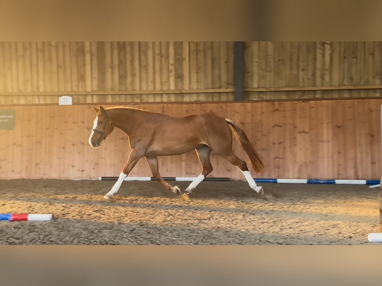 Draft Horse Giumenta 3 Anni 172 cm Sauro scuro in Essex